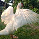 BEJO TENAN