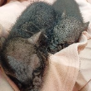 子ブタのおはな