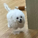 Helium's Puppy
