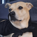 SirPoopsALot