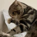 OW THE PAW