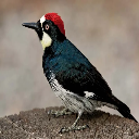 SmallPecker