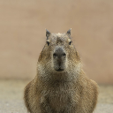 CapyBun