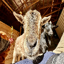 Battle Goat