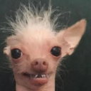 Bun Wick's Dog