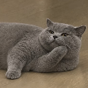 小小裸