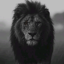 Ahmed1
