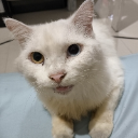 Captain Meow