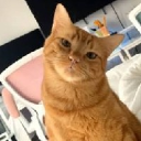OrangeCheeseCat