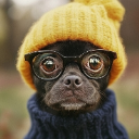 MaDog