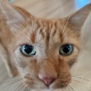 MrKitKatᴾᴴᴵ