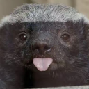 Honey Badger