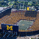 Wolverines