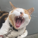 냥냥핵이빨