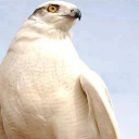 الصقر