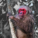 VitoursMacaque