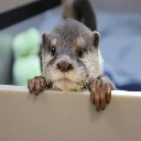Loutre