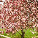 Magnolia