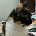kalkat