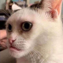Belli