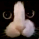 Je҉mwe҉ll ʕᵔᴥᵔʔ