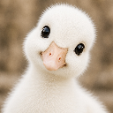 「SCs Goose」