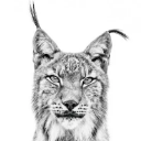 Lynxted