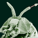 Parasitic Drain