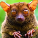 ༺༒TARSIUS༒༻