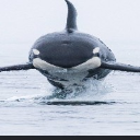 HOT FREE WILLY