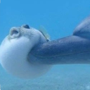복어에오