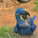 Birds son
