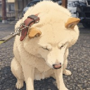 はむハム