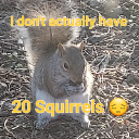 20Squirrel_Fraud