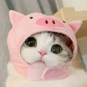 INeedAFatCat