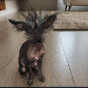 vulgo lilo dadog