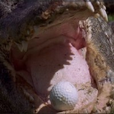 Gator