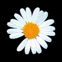 DAISY˙ヘღ