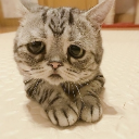 Meowreh