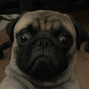 SEAdog