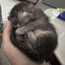 KokoBee