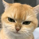 Dynomeow
