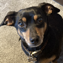 Dachshund123