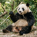 PanDuh