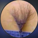 jema