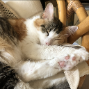 ノルウェーの森の猫