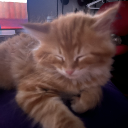 MeeP
