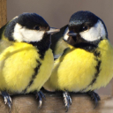 Tux ThunderTits