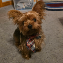 Elmer