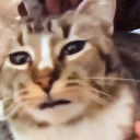 Jaszczoor